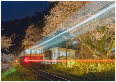 お花見列車の写真