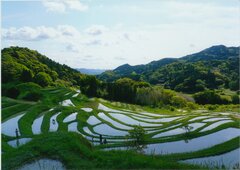 大山千枚田の写真