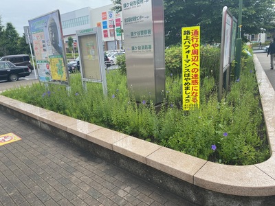 令和6年6月10日のききょうの開花状況（写真）