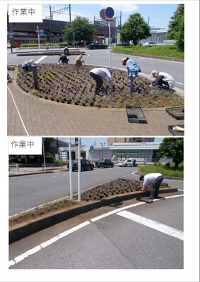 宿根バーベナ植栽活動作業中の写真