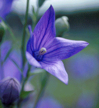 ききょうの花の写真