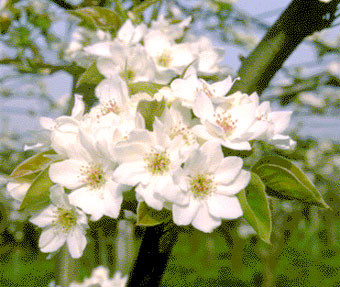 梨の花の写真